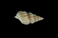 藏品(小海螄螺)的圖片